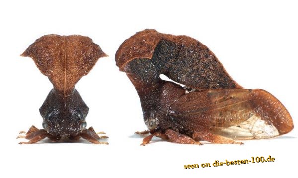 Die besten 100 Bilder in der Kategorie insekten: Buckerzikade
