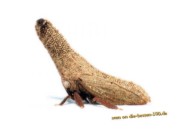 Die besten 100 Bilder in der Kategorie insekten: Erdnuss oder BuckelZirpe