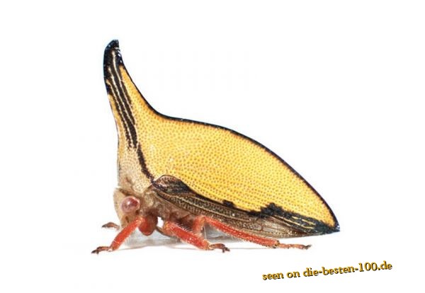 Die besten 100 Bilder in der Kategorie insekten: BuckelZirpe
