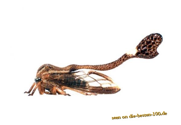 Die besten 100 Bilder in der Kategorie insekten: BuckelZirpe