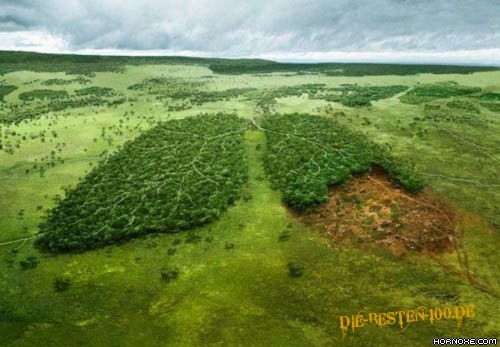Die besten 100 Bilder in der Kategorie natur: Natur, Wald, Lunge, Abholzung, ZerstÃ¶rung