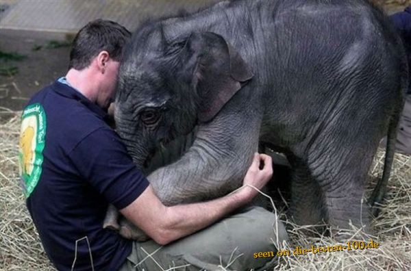 Die besten 100 Bilder in der Kategorie tiere: Kuschel Elephriend