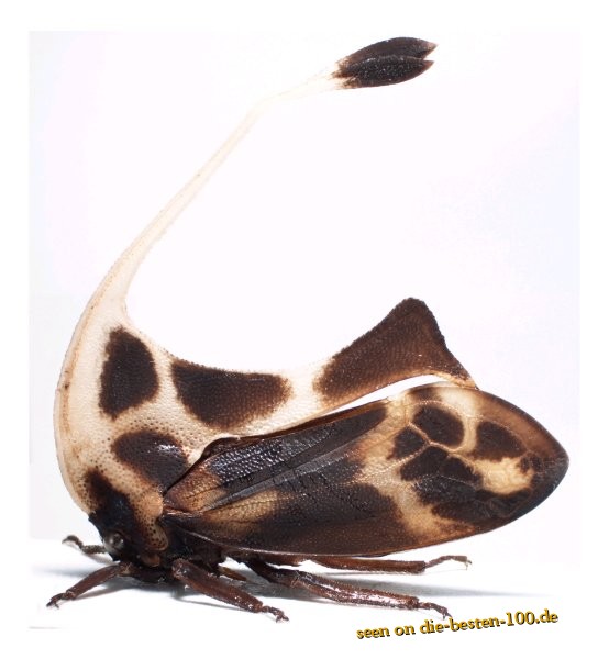Die besten 100 Bilder in der Kategorie insekten: Gigantorhabdus enderleini