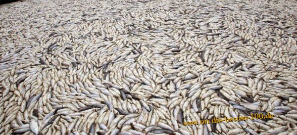 Tote Fische nach groÃem Fischsterben in See