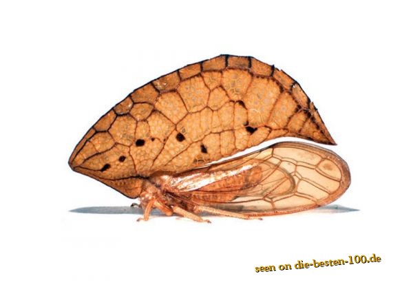 Die besten 100 Bilder in der Kategorie insekten: Oeda

