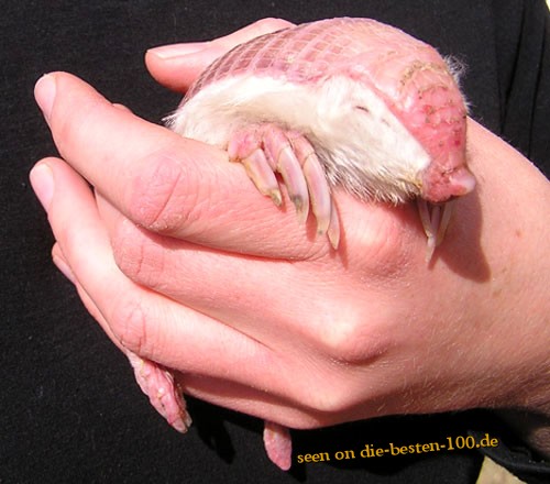 Die besten 100 Bilder in der Kategorie tiere: Albino-Maulwurf