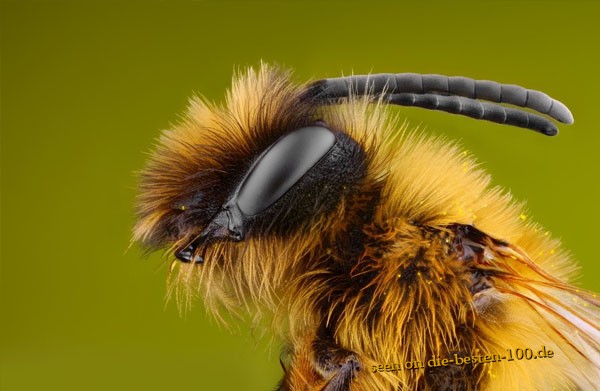Die besten 100 Bilder in der Kategorie insekten: SchÃ¶nes Insekt - Was ist das fÃ¼r eins?