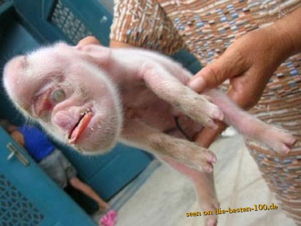 Die besten 100 Bilder in der Kategorie tiere: WTF - seltsame Kreatur - Schwein oder Gorilla -> Schweinilla