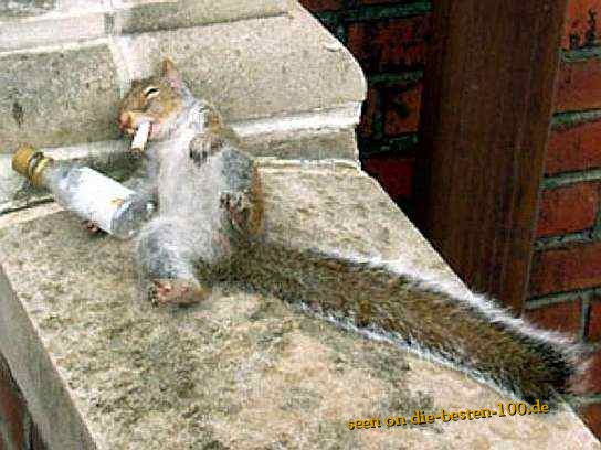 Drunken Stoned Squirrel