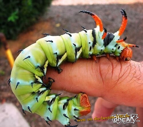 Die besten 100 Bilder in der Kategorie insekten: GroÃe Raupe