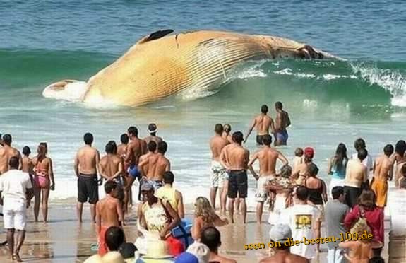 Die besten 100 Bilder in der Kategorie fische_und_meer: Toter Wal strandet in Brandung