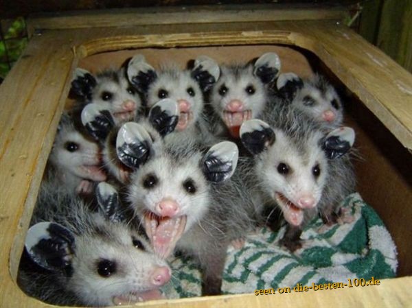 Die besten 100 Bilder in der Kategorie tiere: singende Opossums