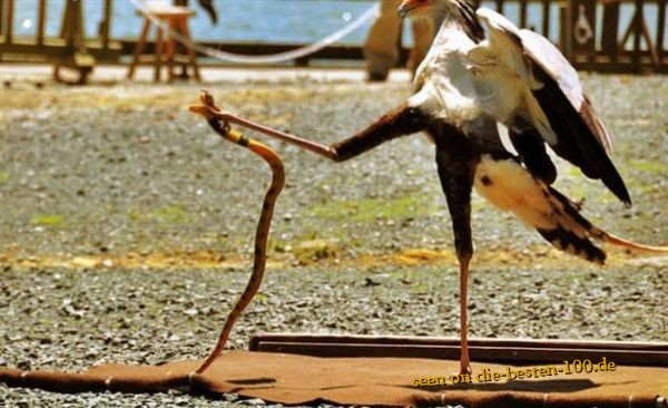 Die besten 100 Bilder in der Kategorie tiere: Vogel-Karate mit Schlange