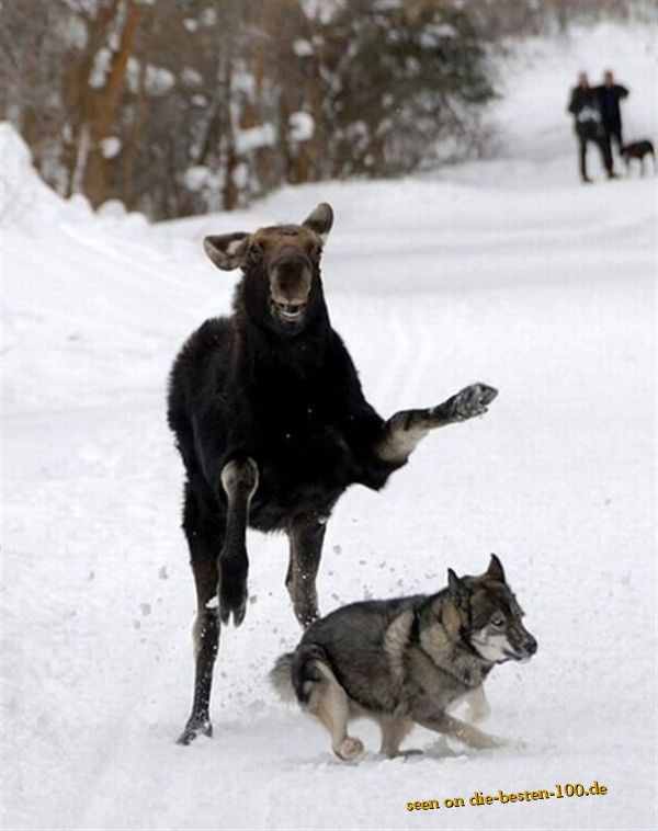 Die besten 100 Bilder in der Kategorie tiere: Elchkuh jagt Husky-Hund