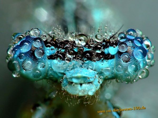 Alien-Alarm - Libellen-Facetten-Augen mit Wassertropfen