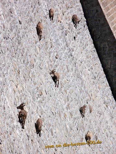 Die besten 100 Bilder in der Kategorie tiere: KÃ¶nnne die auch an der Decke laufen - Gemsen in Staudamm-Mauer 