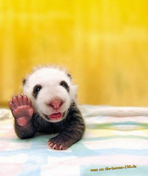 Die besten 100 Bilder in der Kategorie tiere: Hi Guys - Panda-Baby grÃ¼Ãt