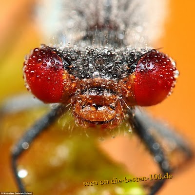 Die besten 100 Bilder in der Kategorie insekten: Libelle mit roten Augen - Makroaufnahme