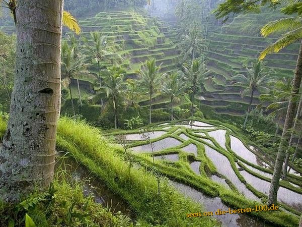 Die besten 100 Bilder in der Kategorie natur: Reisfelder in Tal amazing Photo