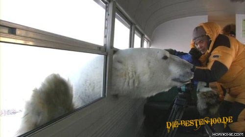 EisbÃ¤r, gefÃ¤hrlich