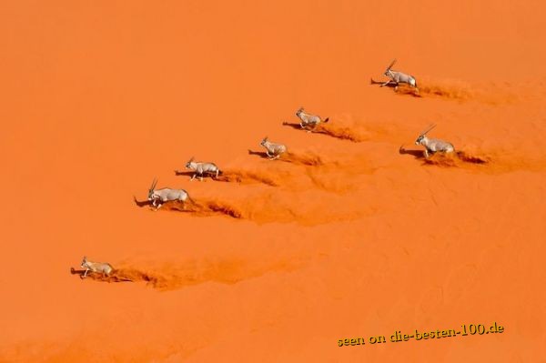 Die besten 100 Bilder in der Kategorie tiere: Antilopen flÃ¼chten in WÃ¼ste