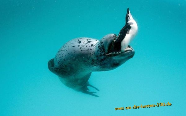 SeeLeopard frisst Pinguin