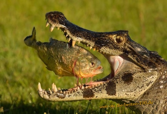 Krokodil schnappt sich Fisch - schÃ¶nes Foto