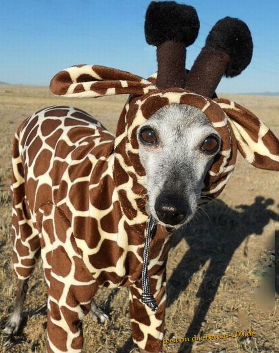 Die besten 100 Bilder in der Kategorie verkleidungen: Hunde-Giraffen-Verkleidung
