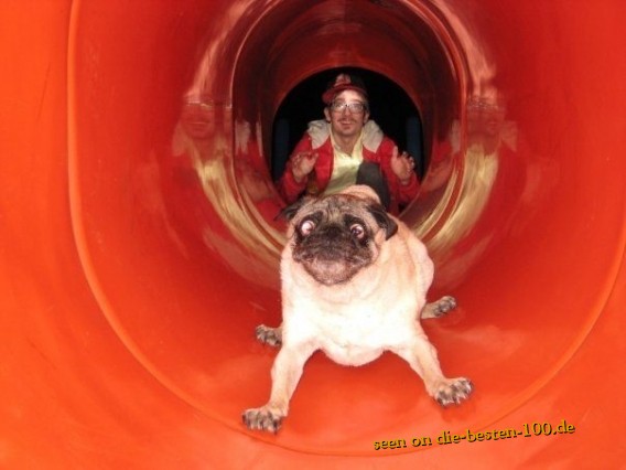 Die besten 100 Bilder in der Kategorie hunde: lustiges Hunde-Gesicht in Rutsche
