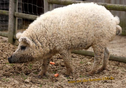 Die besten 100 Bilder in der Kategorie tiere: Schaaf-Schwein