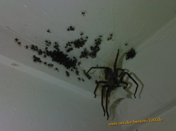 Spinnen-Mama mit Kindern - Big Spider