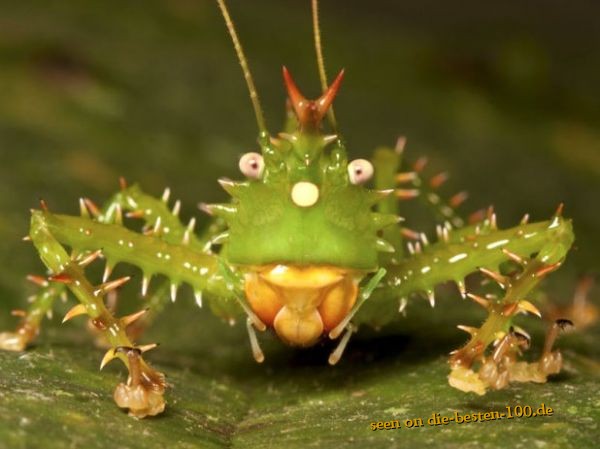 Die besten 100 Bilder in der Kategorie insekten: spiny Devil Katydid - stachelige Teufelsheuschrecke
