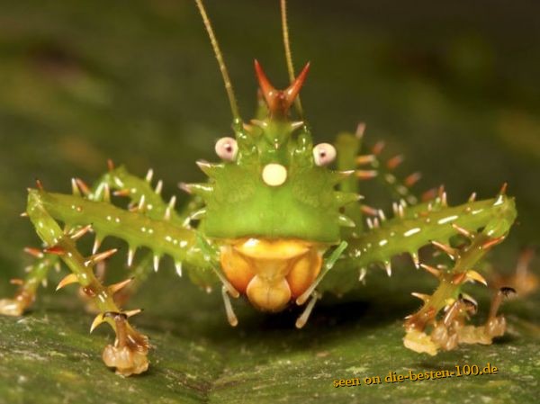 spiny Devil Katydid - stachelige Teufelsheuschrecke