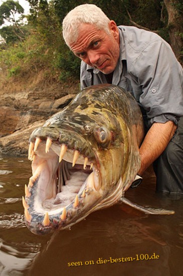 Tigersalmler ist 1,5 Meter lang und wiegt 45 Kilogramm