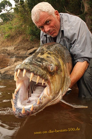 Die besten 100 Bilder in der Kategorie fische_und_meer: Tigersalmler ist 1,5 Meter lang und wiegt 45 Kilogramm