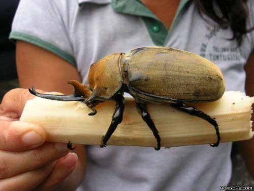 Die besten 100 Bilder in der Kategorie insekten: KÃ¤fer