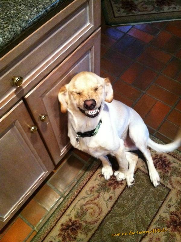 Die besten 100 Bilder in der Kategorie hunde: Grinsender Hund - Dog is smiling