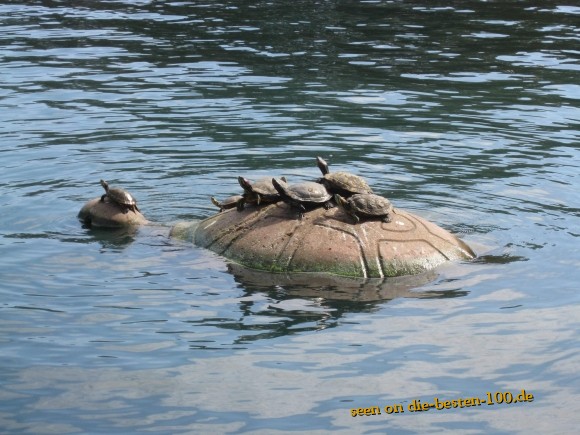 Baby-SchildkrÃ¶ten-Transport - Baby-Turtles