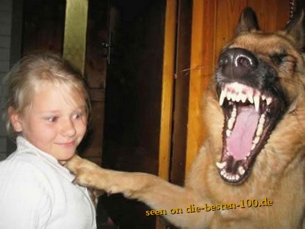 Die besten 100 Bilder in der Kategorie hunde: Hund lacht lauthals 