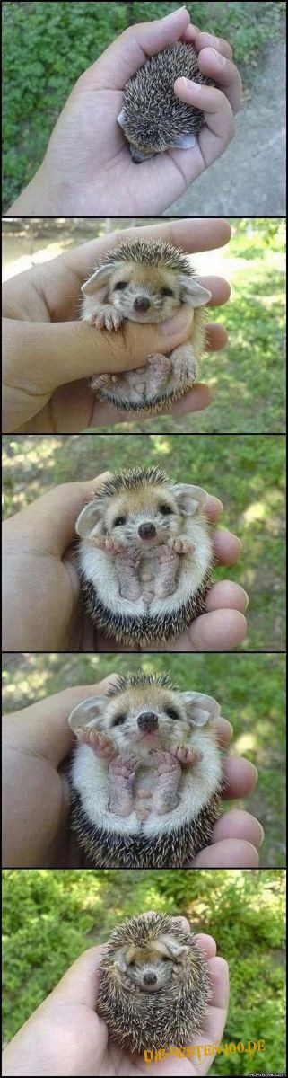 Igel