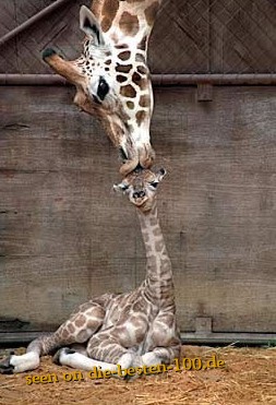 Giraffe knutscht Ihr Baby