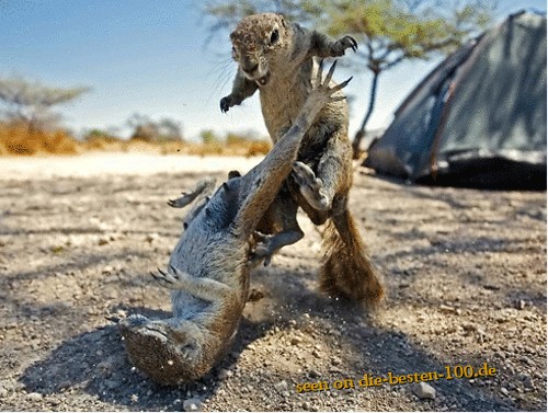 Die besten 100 Bilder in der Kategorie tiere: Nager/EichhÃ¶rnchen zweikampf - Squirrel Fight
