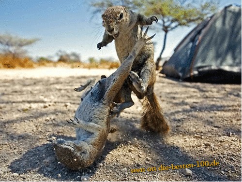 Nager/EichhÃ¶rnchen zweikampf - Squirrel Fight