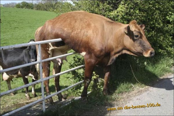 Die besten 100 Bilder in der Kategorie tiere: Parcour-Versuch missglÃ¼ckt - Kuh steckt fest.