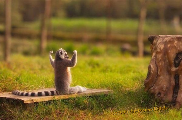 Angeber Lemur - Poser