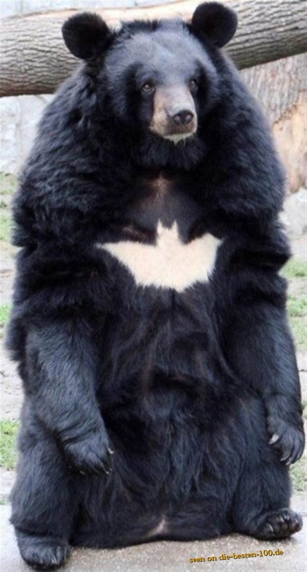 Die besten 100 Bilder in der Kategorie tiere: Bat-Bear - BÃ¤r mit Batman-Zeichen auf der Brust