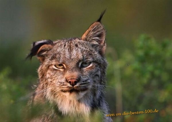 HÃ¤ngeohr Luchs - broken lynx