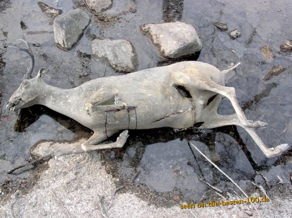 Die besten 100 Bilder in der Kategorie unglaublich: versteinerter Hirsch - petrified Deer