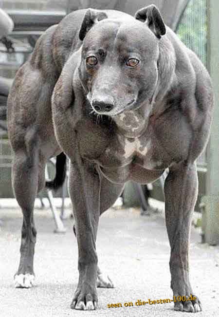 Monster Muskel Hund - Muscle Dog