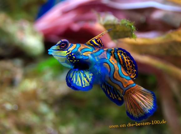 Die besten 100 Bilder in der Kategorie fische_und_meer: Farbenfroher Fisch - Awesome Fish zuvis